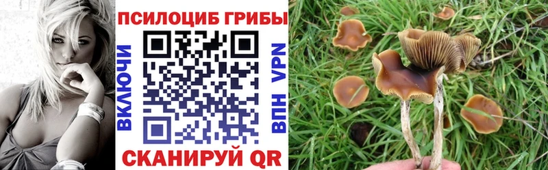 купить сайты Покачи Псилоцибиновые грибы мухоморы